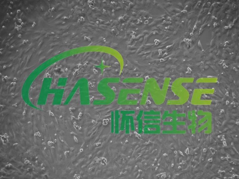 大鼠肺微血管內(nèi)皮細胞