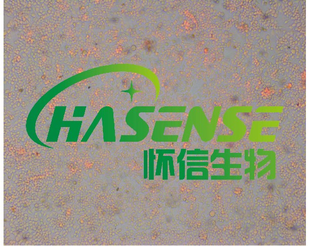 腺相關(guān)病毒（AAV）包裝服務