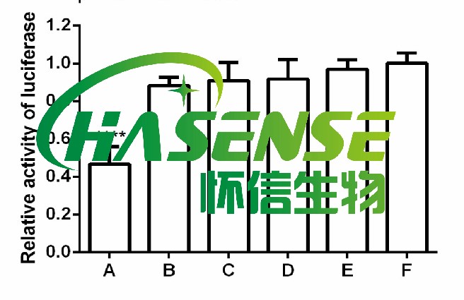 熒光素酶報(bào)告基因檢測