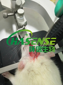 膠質(zhì)原位瘤模型構(gòu)建